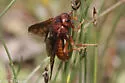 Rusty Willow Sawfly - photo 4