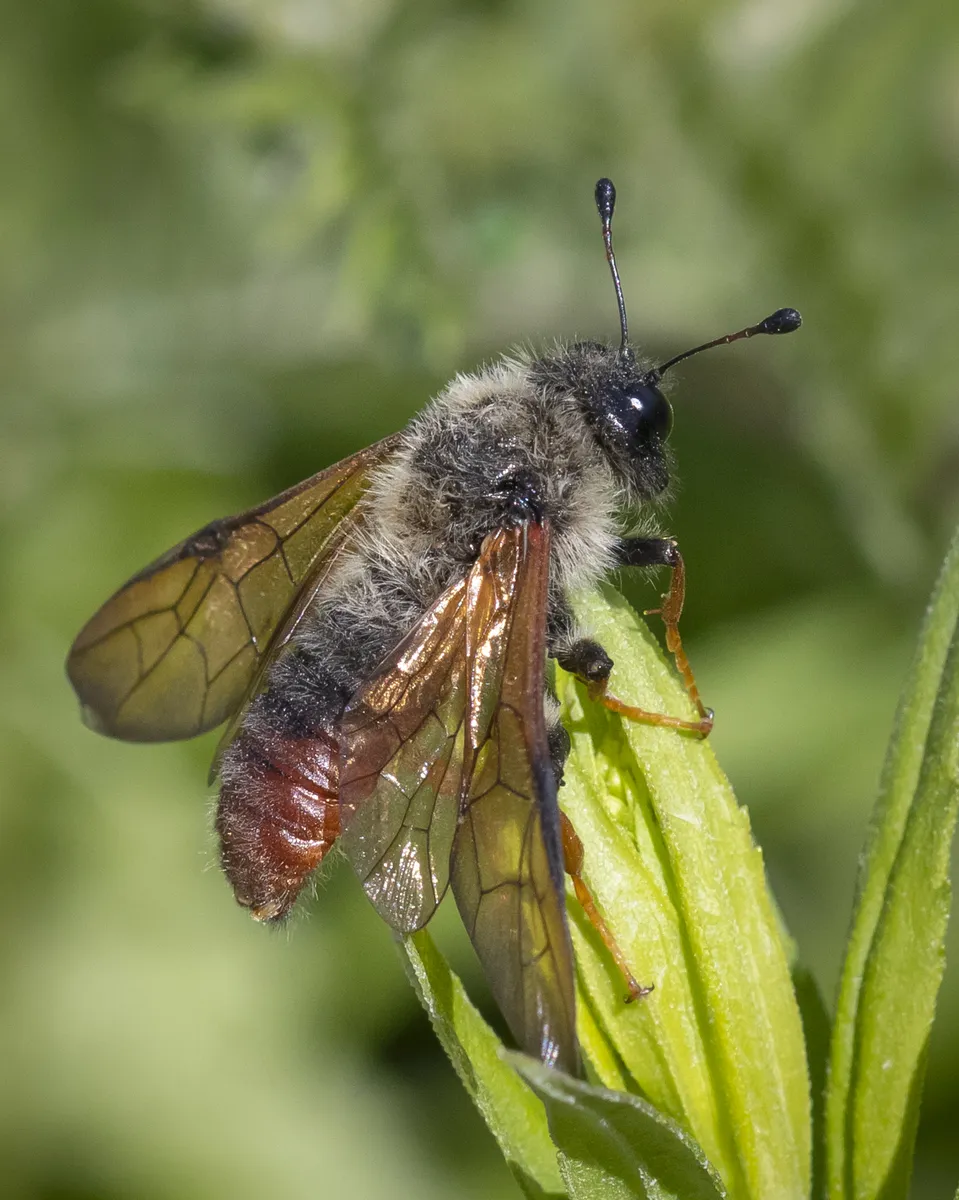 Cimbicid Sawflies - photo 3