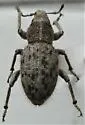 Cimbocera conspersa - Cimbocera conspersa
