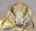Cimbocera conspersa - photo 5