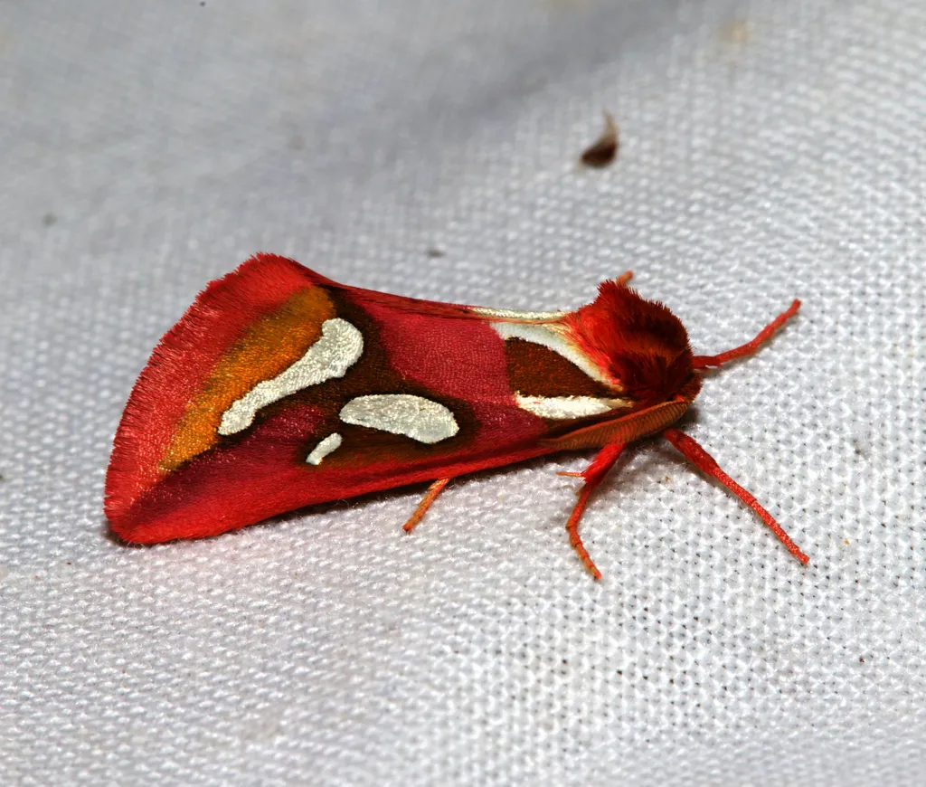 Cimeliidae - photo 2