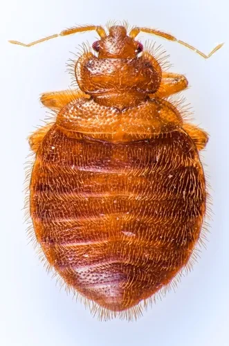 Eastern Bat Bug