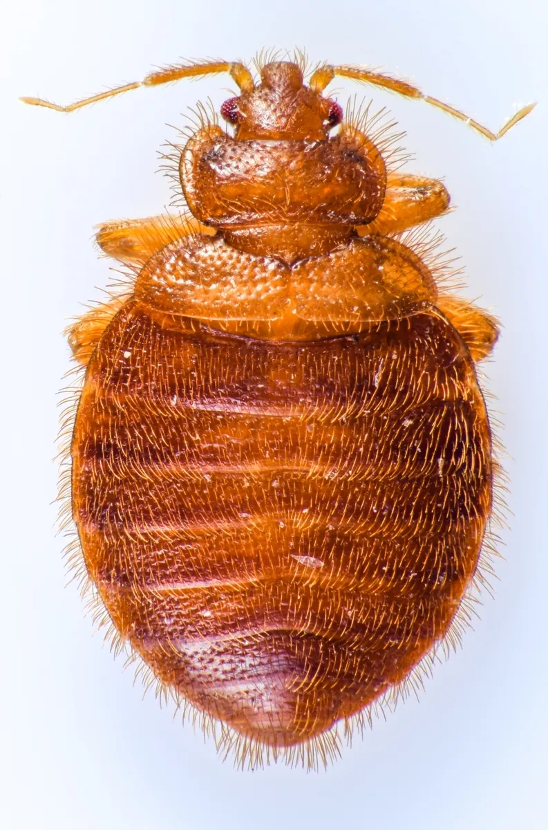Eastern Bat Bug - photo 2
