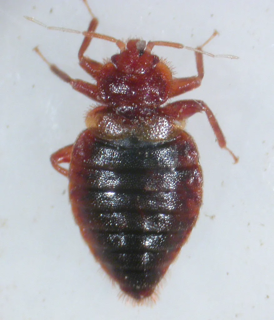 Cimex dissimilis - photo 2