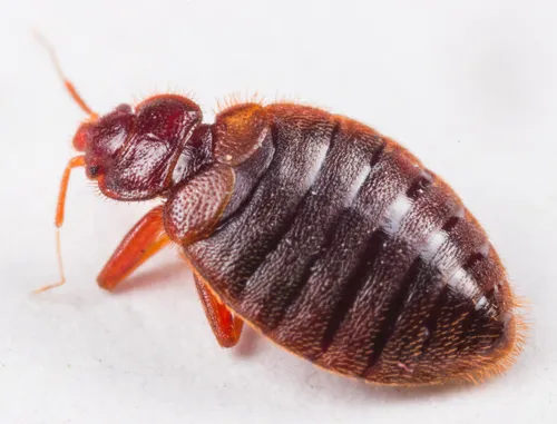 Tropical Bed Bug - Cimex hemipterus