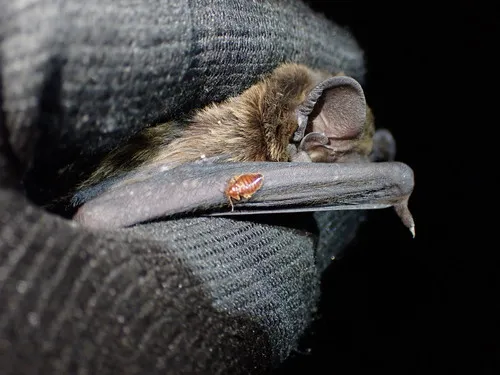 European Bat Bug