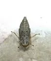 Ciminius hartii