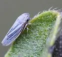Ciminius hartii - photo 3