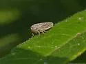 Ciminius hartii - photo 4