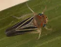 Ciminius sidanus - photo 2