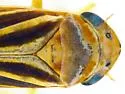 Ciminius sidanus - photo 4