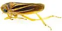 Ciminius sidanus - photo 5