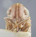 Ciminius taosus - photo 3