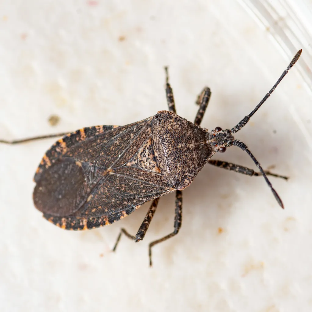 Cimolus obscurus - photo 2