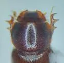 Cinacanthus crenicollis - photo 2