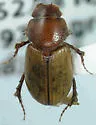 Cinacanthus ulkei - Cinacanthus ulkei