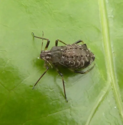 Cinara confinis