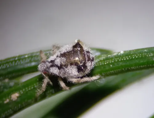 Mealy Spruce Aphid