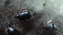 Bow-legged Fir Aphid