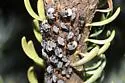 Bow-legged Fir Aphid - photo 2