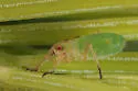 Green Spruce Aphid