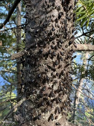 Blue-black Spruce Giant-Aphid