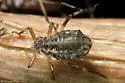 Black Larch Aphid