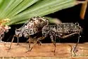Black Larch Aphid - photo 2