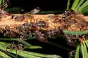 Black Larch Aphid - photo 3
