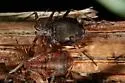 Black Larch Aphid - photo 4