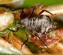 Globose Pine Giant-aphid
