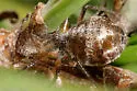 Globose Pine Giant-aphid - photo 2