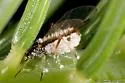 Spruce Shoot Giant-aphid