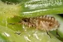 Spruce Shoot Giant-aphid - photo 2