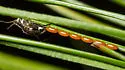White Pine Aphid - photo 2