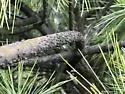 White Pine Aphid - photo 3