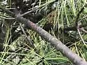 White Pine Aphid - photo 4