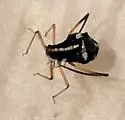 White Pine Aphid - photo 5