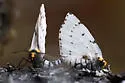 Chain-dotted Geometer - Hodges#6898