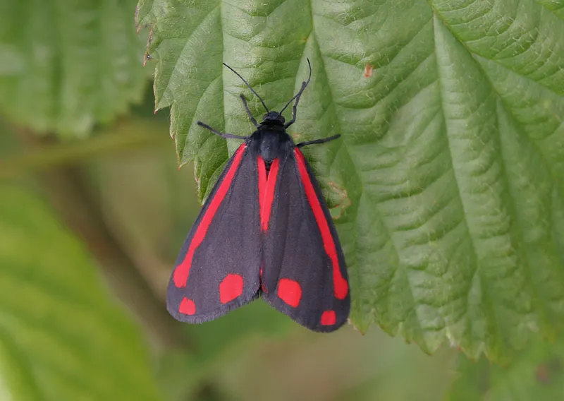 Cinnabar - photo 2