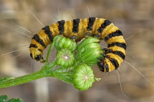 Cinnabar - photo 4