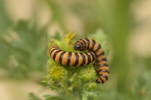 Cinnabar - photo 5