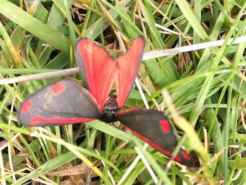 Cinnabar - photo 6