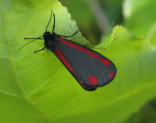 Cinnabar - photo 7