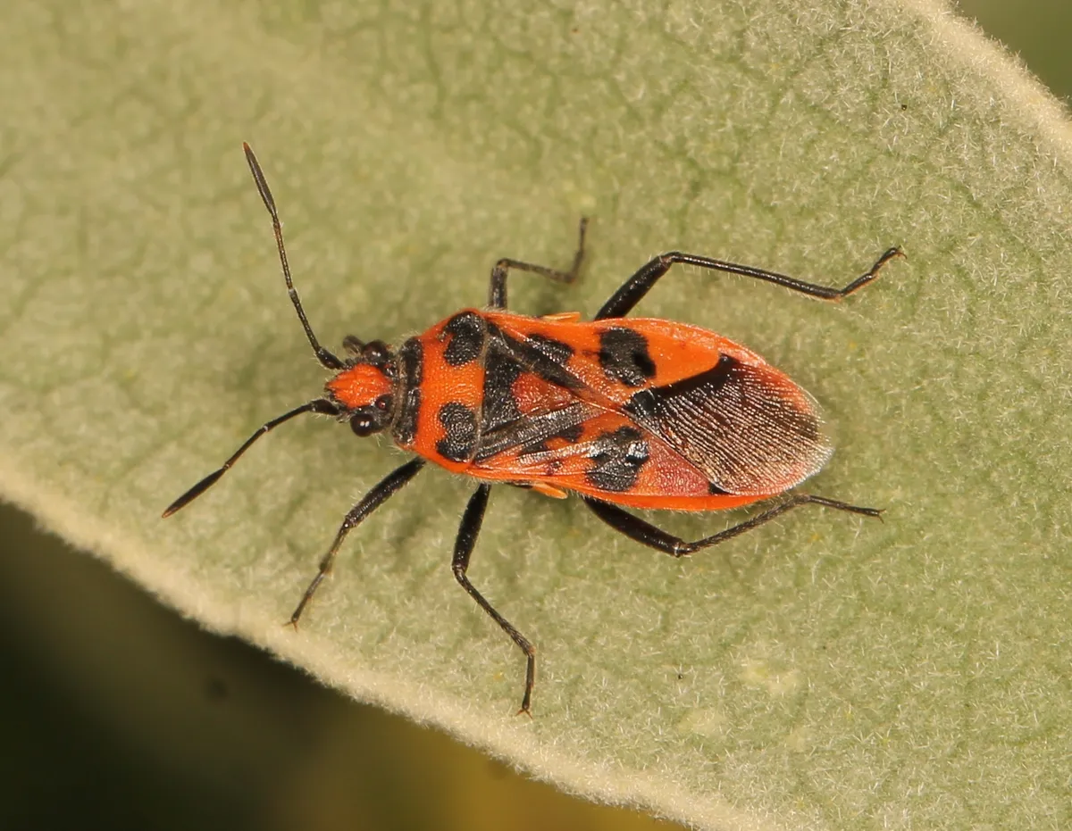 Cinnamon Bug - photo 3