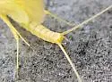 Cinygma dimicki