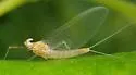 Cinygma lyriforme