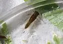 Cinygmula subaequalis - photo 2