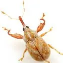 Cionopsis lineola