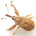 Cionopsis lineola - photo 2